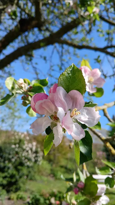 Appelbloesem in de tuin