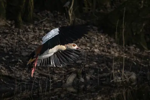 Gans in vlucht laag boven de oever