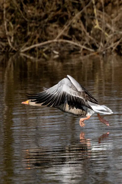 Gans laat het water opspatten bij de landing