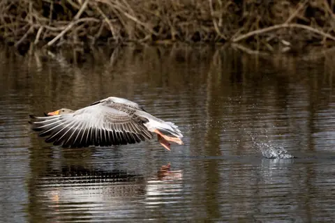 Gans landt op het water