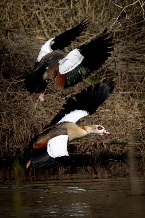 Twee ganzen vliegen op boven het water