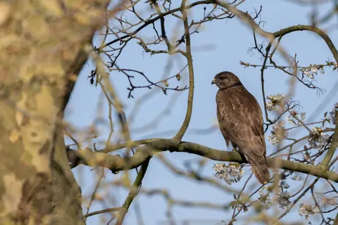 Roofvogel op bezoek in de tuin
