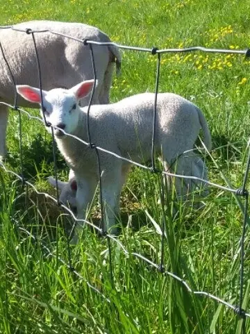 Lammetjes in de wei in het voorjaar