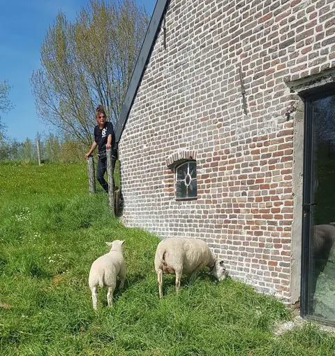 Schapen grazen naast de oude boerderij van De Loohof