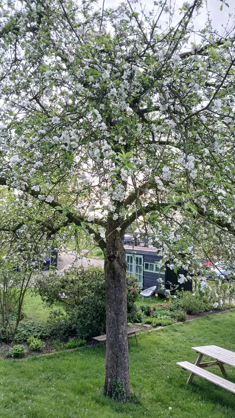 Bloeiende appelboom met een picknicktafel eronder
