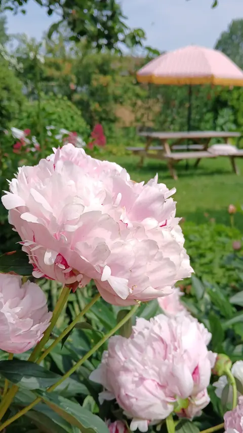 Roze pioenrozen in de tuin, met een parasol op de achtergrond