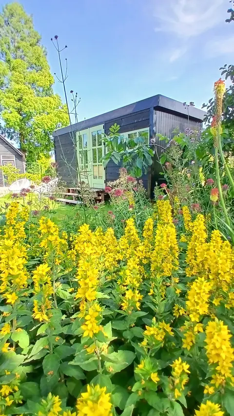 De Walnoot tussen gele zomerbloemen