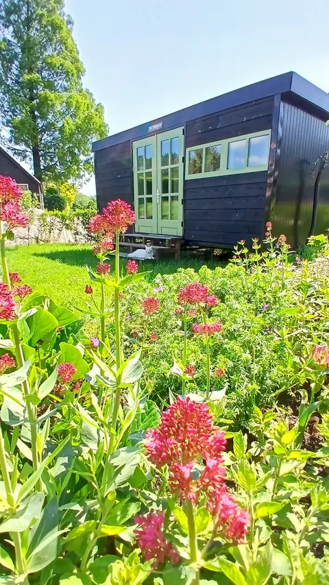 De Walnoot achter een border vol roze bloemen