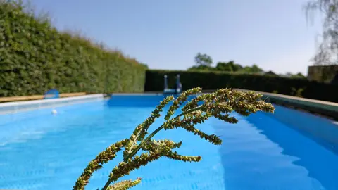 Het zwembad in de tuin, met grassen op de voorgrond